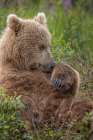 Alaskan brown bear cub along Alagnak River, Alaska. Art Print